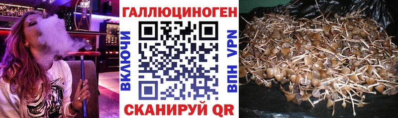 Галлюциногенные грибы Psilocybe  Глазов 